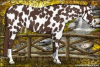 Horse Color:Liver Chestnut Leopard 