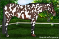 Horse Color:Brown Appaloosa