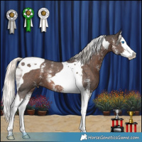 Horse Color:Liver Chestnut Mushroom Sabino Splash Tobiano 