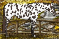 Horse Color:Liver Chestnut Near Leopard 