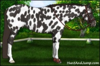 Horse Color:Liver Chestnut Near Leopard 