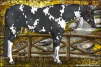 Horse Color:White Spotted Black 