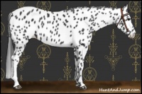 Horse Color:Black Appaloosa