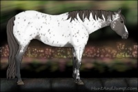 Horse Color:Grullo Roan Near Leopard