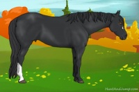 Horse Color:Black 