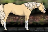 Horse Color:Gold Cream Champagne