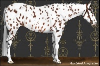Horse Color:White Spotted Bay Appaloosa 