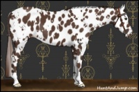 Horse Color:White Spotted Liver Chestnut Leopard 