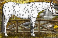 Horse Color:Liver Red Roan Appaloosa Rabicano 
