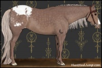 Horse Color:Chocolate Silver Black Appaloosa