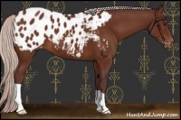 Horse Color:Chocolate Silver Brown Appaloosa 