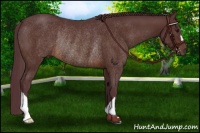 Horse Color:Chocolate Brown Rabicano 
