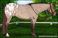 Horse Color:Chocolate Bay Roan Dun Appaloosa 