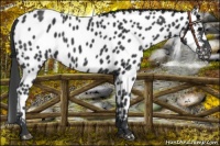 Horse Color:Black Near Leopard 