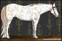 Horse Color:Buckskin Pearl Sabino Leopard 