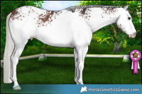 Horse Color:White Spotted Silver Bay 