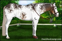 Horse Color:White Spotted Silver Smoky Black Sabino