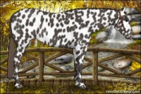 Horse Color:Smoky Black Appaloosa Rabicano