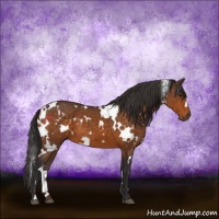 Horse Color:White Spotted Buckskin 