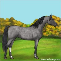 Horse Color:Blue Roan 