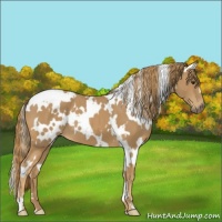 Horse Color:White Spotted Chestnut 