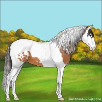 Horse Color:Bay Splash Tobiano Appaloosa