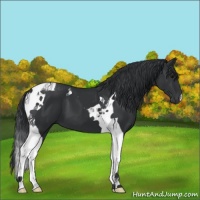 Horse Color:Black Tobiano 