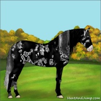 Horse Color:White Spotted Black Splash Tobiano Appaloosa 