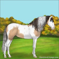 Horse Color:Amber Champagne Splash Tobiano 