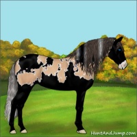 Horse Color:White Spotted Amber Champagne Splash 