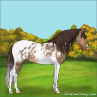 Horse Color:Bay Dun Tobiano Appaloosa 
