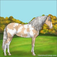Horse Color:White Spotted Silver Amber Champagne 