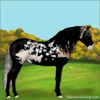 Horse Color:Amber Champagne Splash Tobiano