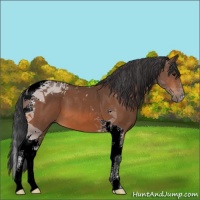 Horse Color:Bay Tobiano 