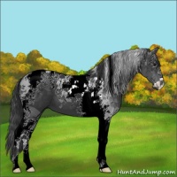 Horse Color:Black Tobiano 