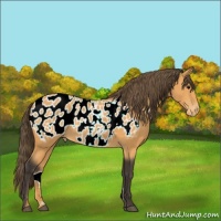 Horse Color:Buckskin Near Leopard 