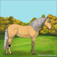 Horse Color:Silver Buckskin 