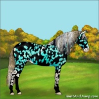 Horse Color:Amber Cream Champagne Appaloosa 
