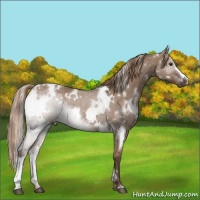 Horse Color:White Spotted Liver Red Dun Rabicano 