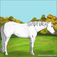 Horse Color:Gray White Spotted Bay