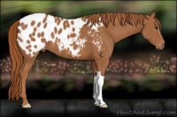Horse Color:Chestnut Appaloosa 