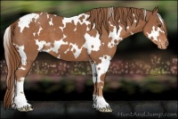 Horse Color:White Spotted Chestnut Appaloosa 