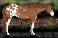 Horse Color:Chestnut Sabino Appaloosa 