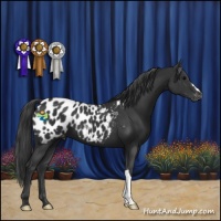 Horse Color:Black Appaloosa 