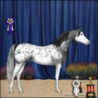 Horse Color:Blue Roan Splash Near Leopard 
