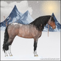 Horse Color:Brown Roan Varnish Rabicano 