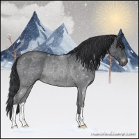 Horse Color:Blue Roan Rabicano 