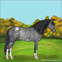 Horse Color:Blue Roan Appaloosa Rabicano 
