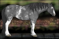 Horse Color:White Spotted Black 