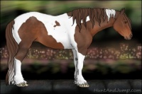 Horse Color:Liver Chestnut Tobiano